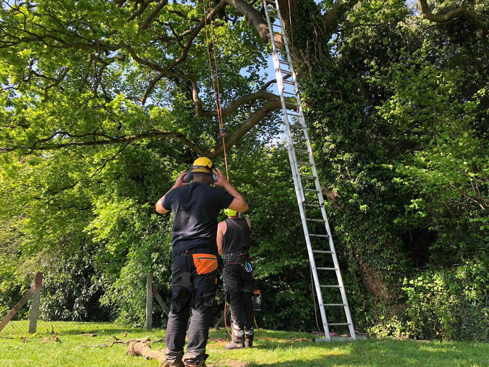 Tree surgery (1)